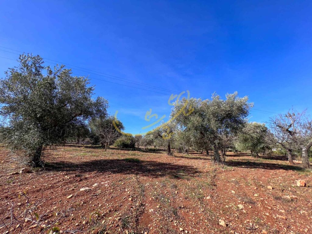 G1732484610403189