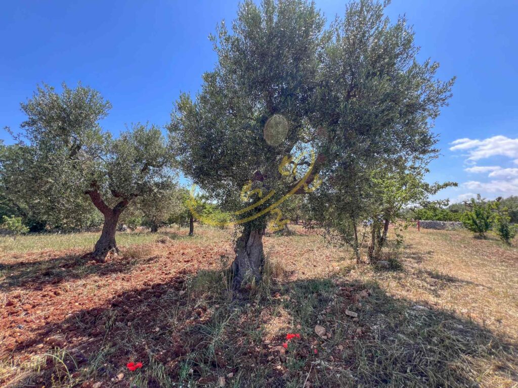 G1732485582575513